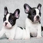 French Bulldog Fanclub