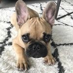 French Bulldogs