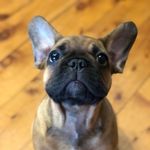 Busta The French Bulldog