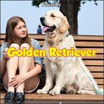 ❤️Friendly Golden Retriever❤️