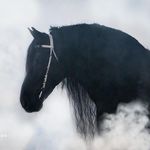 Friesians Of Instagram