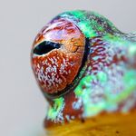 Honduras Frog Rescue