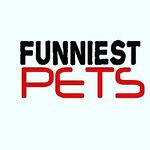 Funny Pets