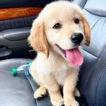 Funny Golden Retrievers