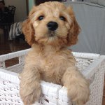 Fynn The Cockapoo