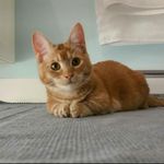 Gadget the Munchkin Kitty