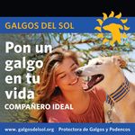 Galgos Del Sol