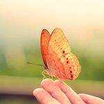 🦋 Butterfly Lovers 🦋