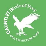 Gauntlet Birds Of Prey