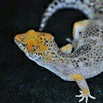 Geckos  Wing