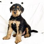 George the Airedale