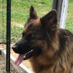 Long Hair German Shepherds GSD