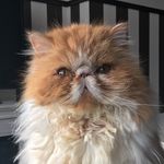 Gismo The Persian Prince