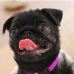 Gloria The Pug