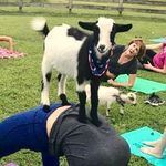 Goat Yoga Nashville