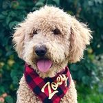 Zoey the Goldendoodle