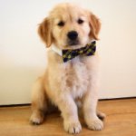 Louie | The Golden Retriever Louie | The Golden Retriever