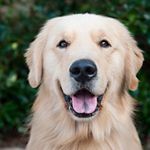 Golden Retriever Lady