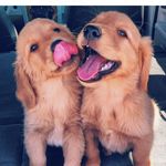 Golden Retrievers