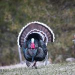 gouldsturkeyhunt