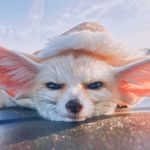 Fennec Fox