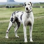 Great dane