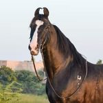 Great Marwari Horses Of Marwar