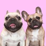 FRENCHIES | GRIFFIN & HARU FRENCHIES | GRIFFIN & HARU