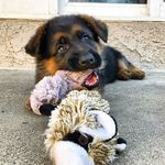 German Shepherd of Instagram