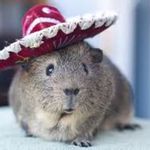 Guinea_Pig_CuteLove