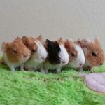 Guinea Pigs | Nature | Toys