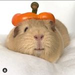 Official Guinea Pigs Of IG 🐹