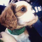 Cavalier King Charles Spaniel