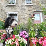 Lowri | Welsh Stone Cottage 🌿