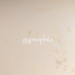 gypsophila(ジプソフィア)