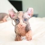 Sphynx - Hairless Cats