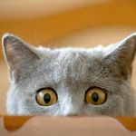 Happy Cat Club Happy Cat Club