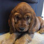 Harry The Cocker Spaniel Pup Harry The Cocker Spaniel Pup