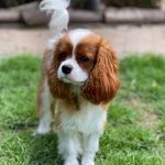 Harvey the Cavalier