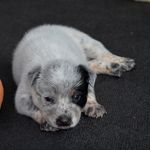 Heeler Moments