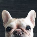 Plato the French bulldog