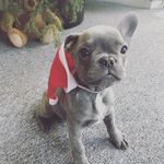 Hendricks The Frenchie