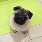 Henry the Pug