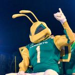 Herky T. Hornet Herky T. Hornet