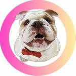 Chunk the London Bulldog