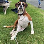 Lola the Boxer ๐๐ฌ๐ง๐ถ Lola the Boxer ๐๐ฌ๐ง๐ถ