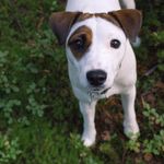 Hilda | Parson russell terrier