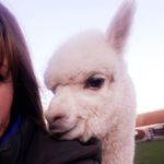 Hilltop Farm Alpacas