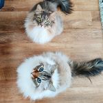 Siberian cats from Finland