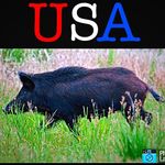 Hog Hunting USA  ™